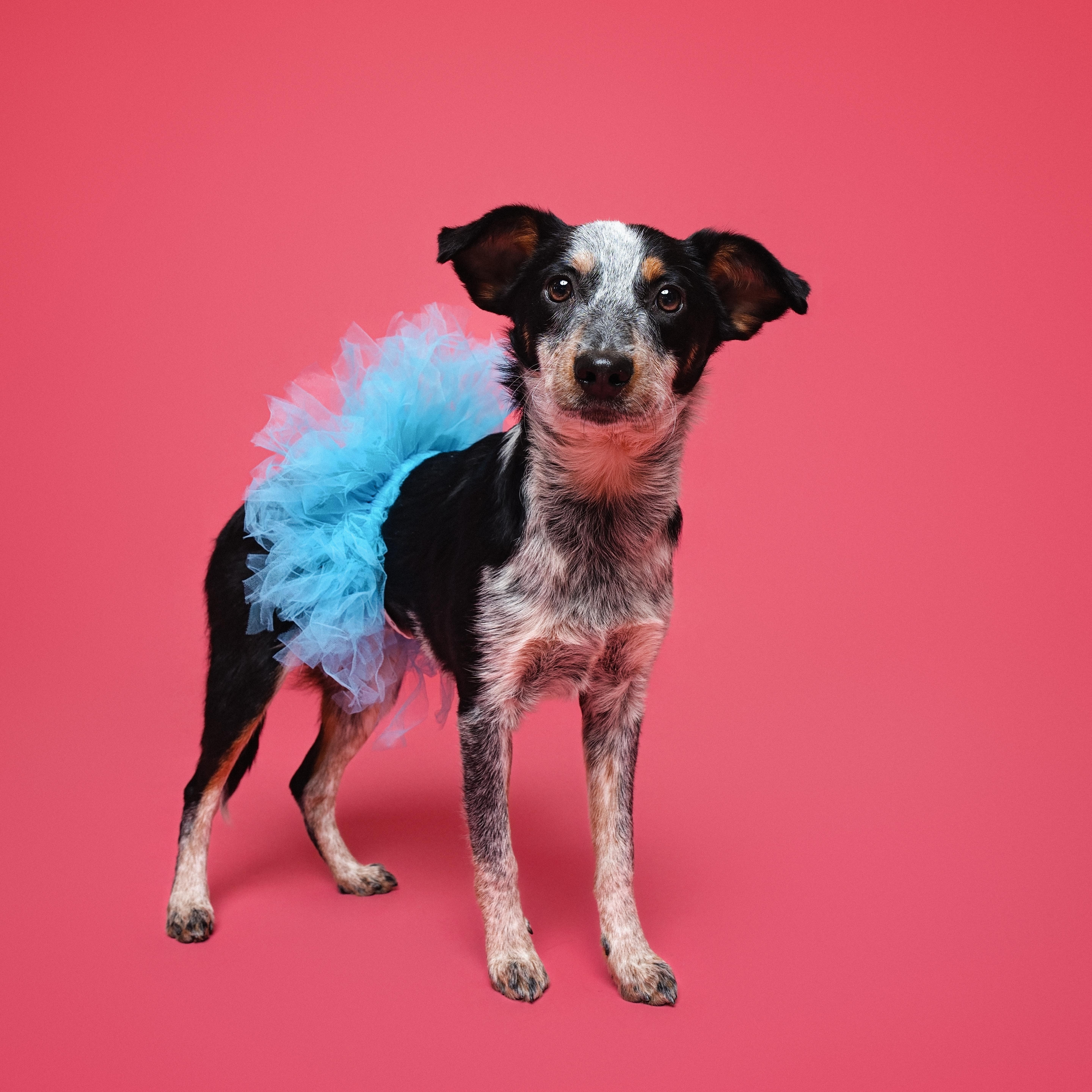 Lily, adoptable, Puppy Female Australian Cattle Dog / Blue Heeler.