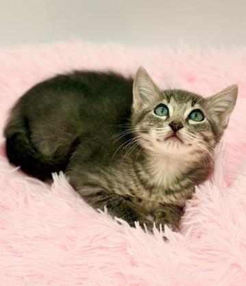 Pad Thai, adoptable, Kitten Male Russian Blue & Tabby.