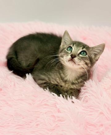 Pad Thai, an adoptable mixed breed in Covington, LA image 4/6