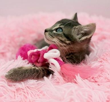Pad Thai, an adoptable mixed breed in Covington, LA image 6/6