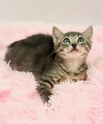 Pad Thai, an adoptable mixed breed in Covington, LA image 2/6