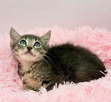 Pad Thai, an adoptable mixed breed in Covington, LA image 5/6