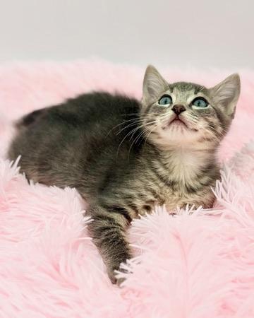 Pad Thai, an adoptable mixed breed in Covington, LA image 3/6