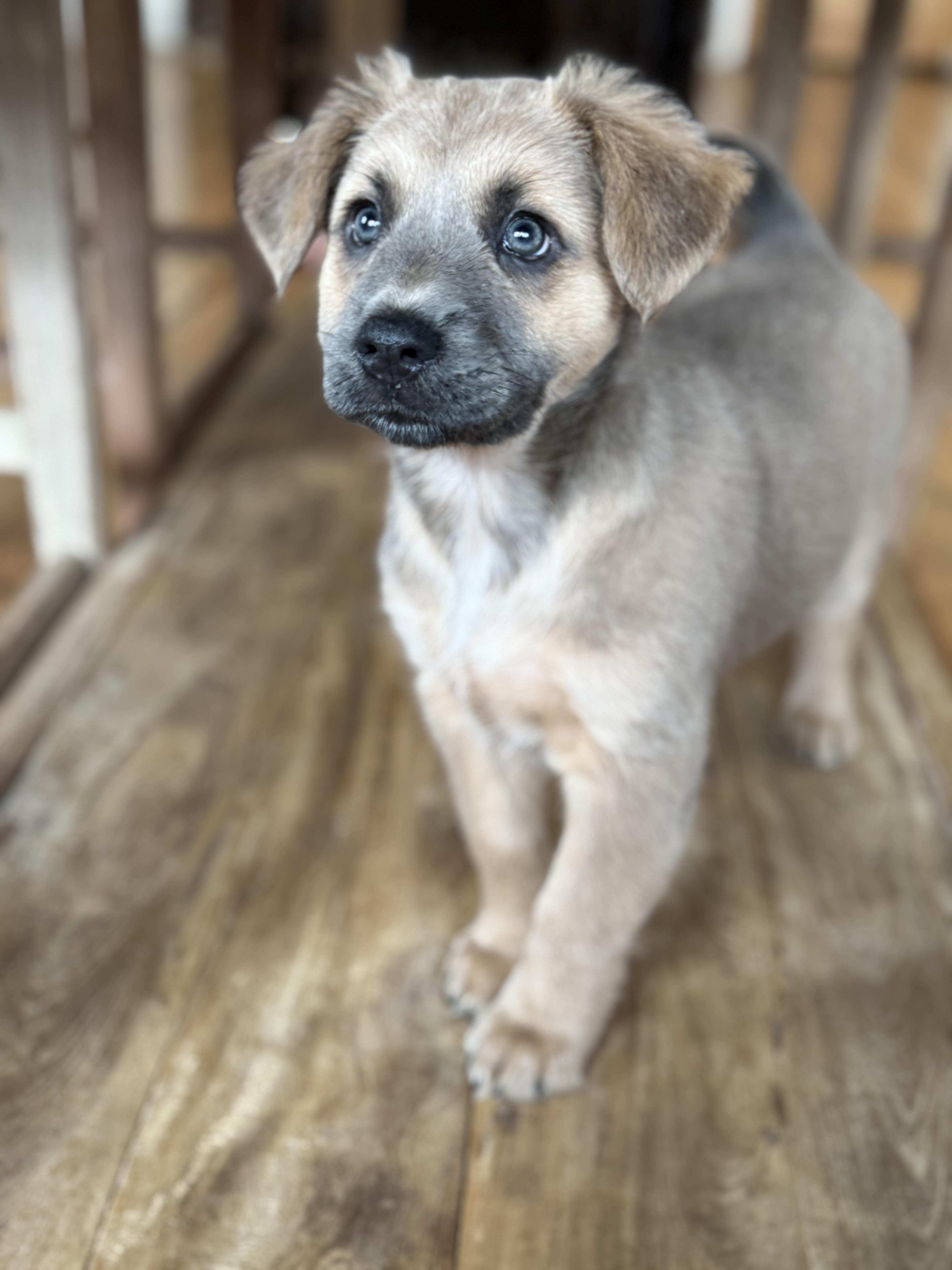 Enlarge Hot pink, a Adopted mixed breed in Bastrop, TX image 1/4