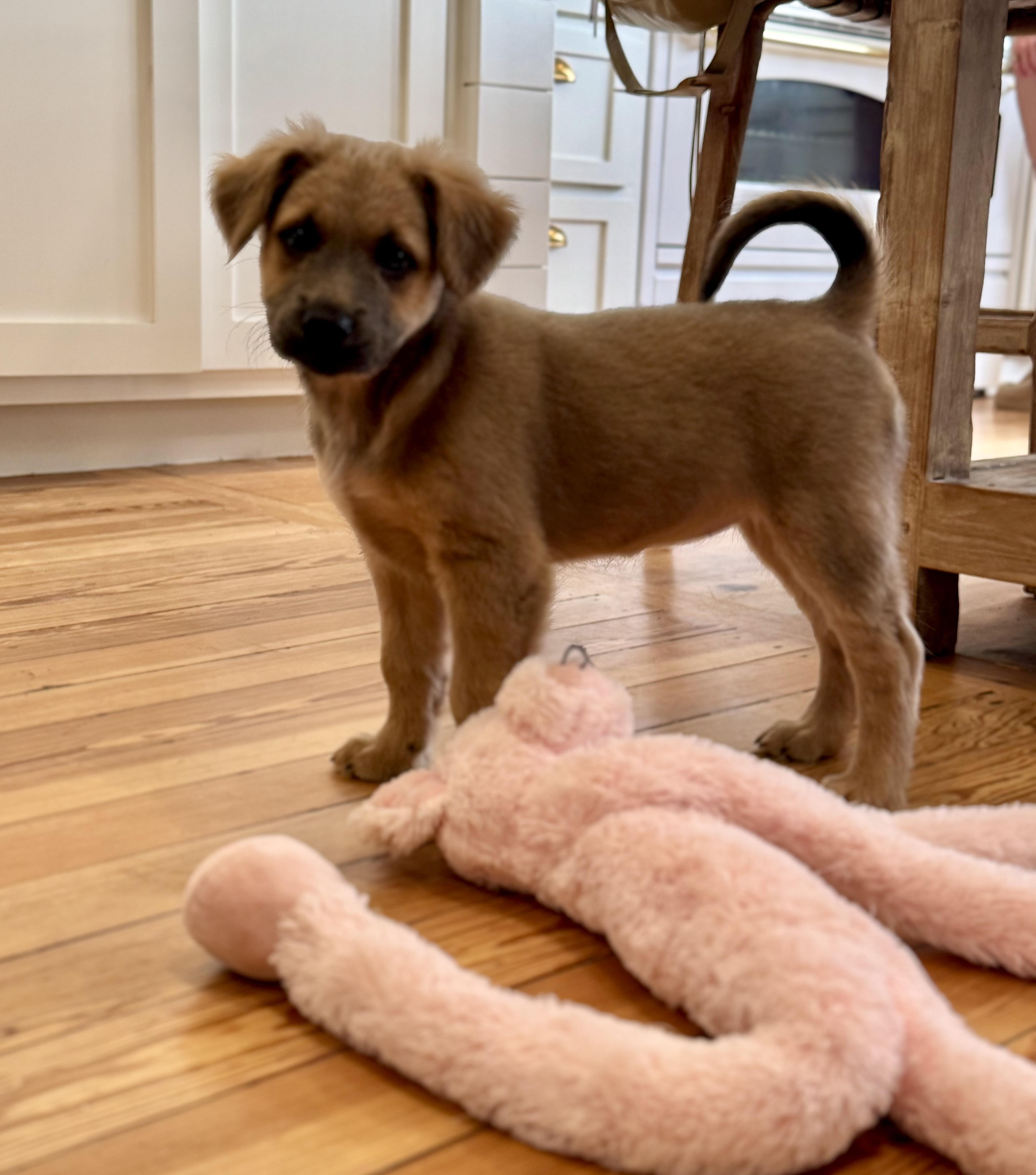 Enlarge Hot pink, a Adopted mixed breed in Bastrop, TX image 2/4