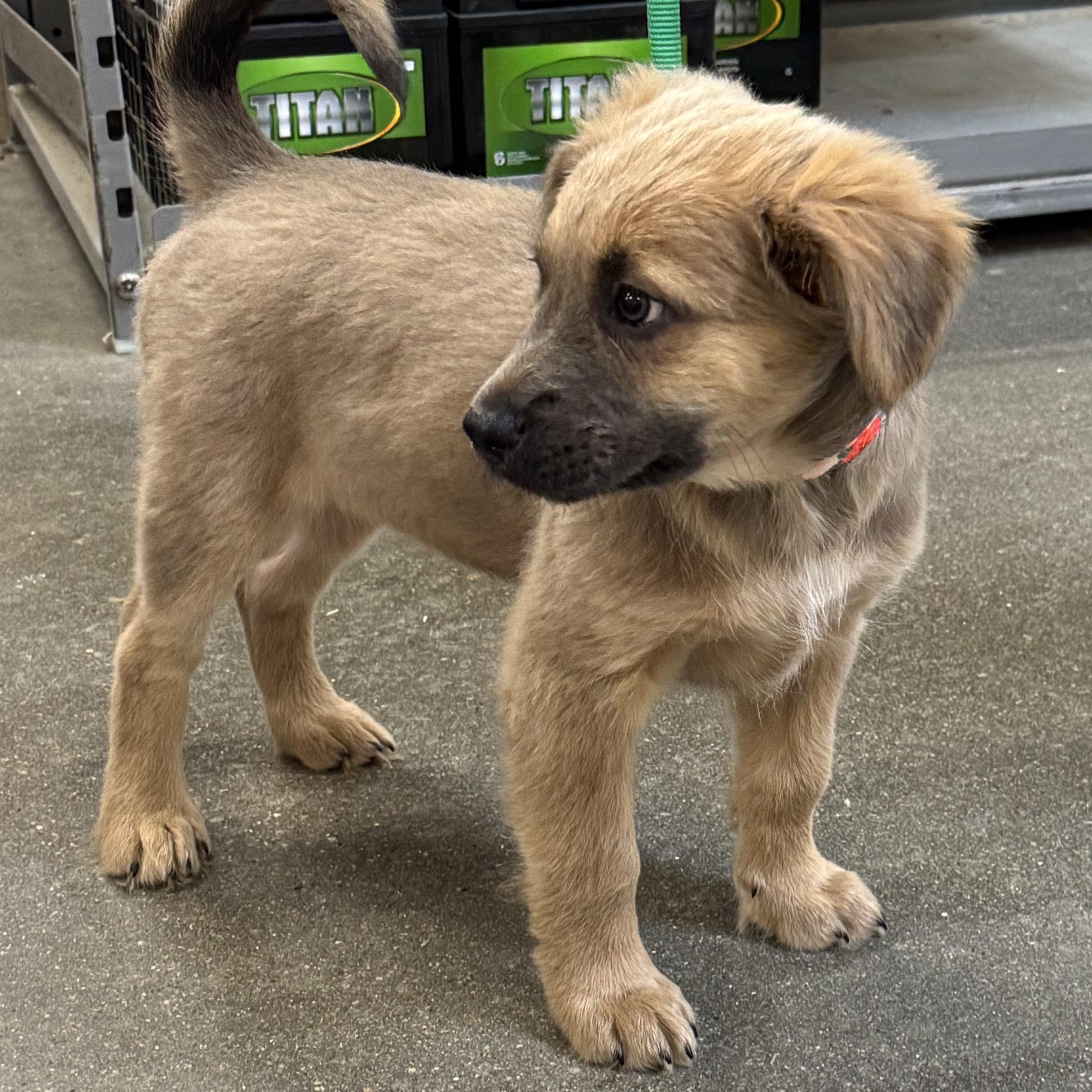 Enlarge Hot pink, a Adopted mixed breed in Bastrop, TX image 3/4