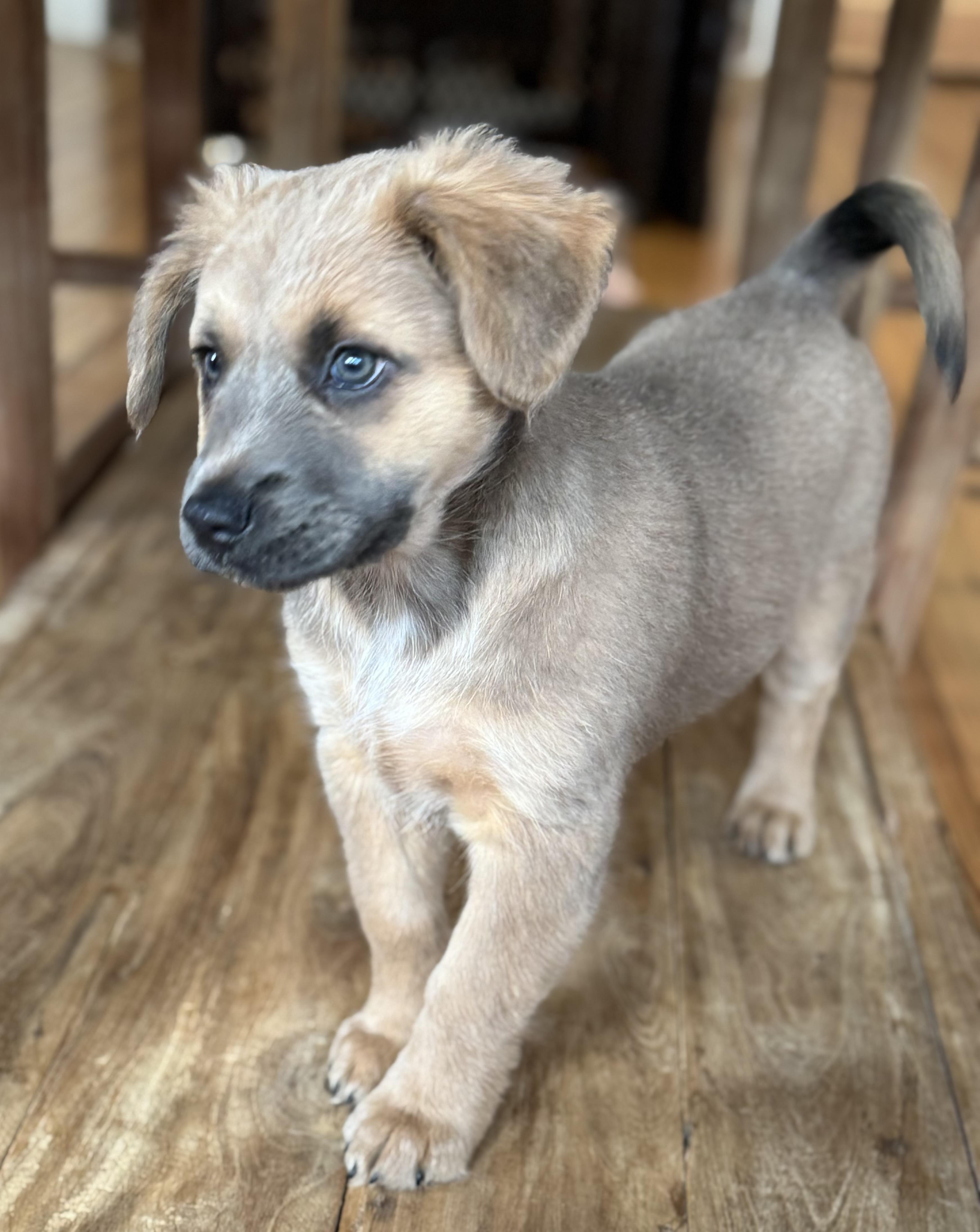Enlarge Hot pink, a Adopted mixed breed in Bastrop, TX image 4/4