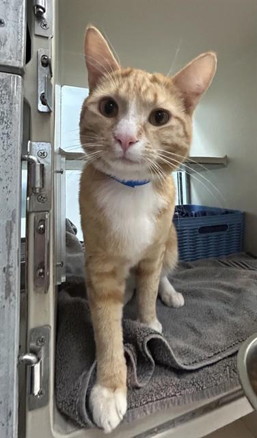 HARRY, Adoptable, Young Male Domestic Short Hair.