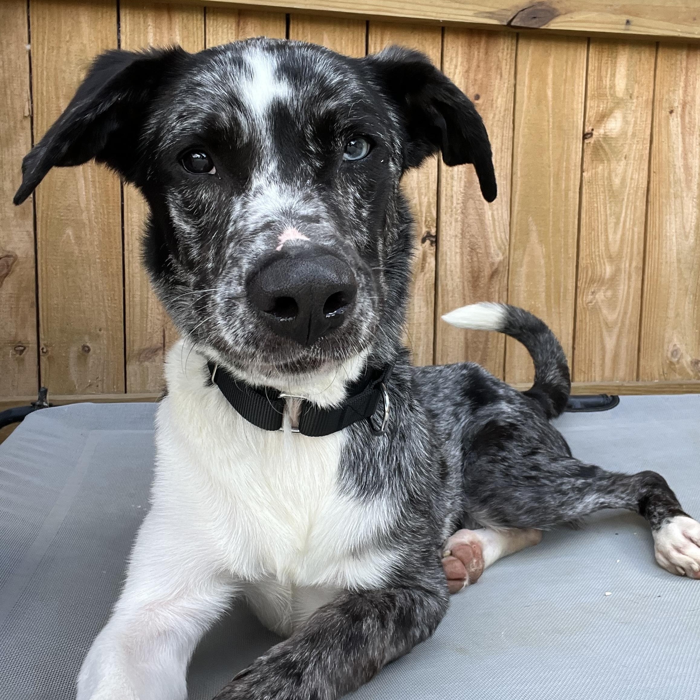 Bowie, ADOPTABLE, Adult Male Catahoula Leopard Dog.