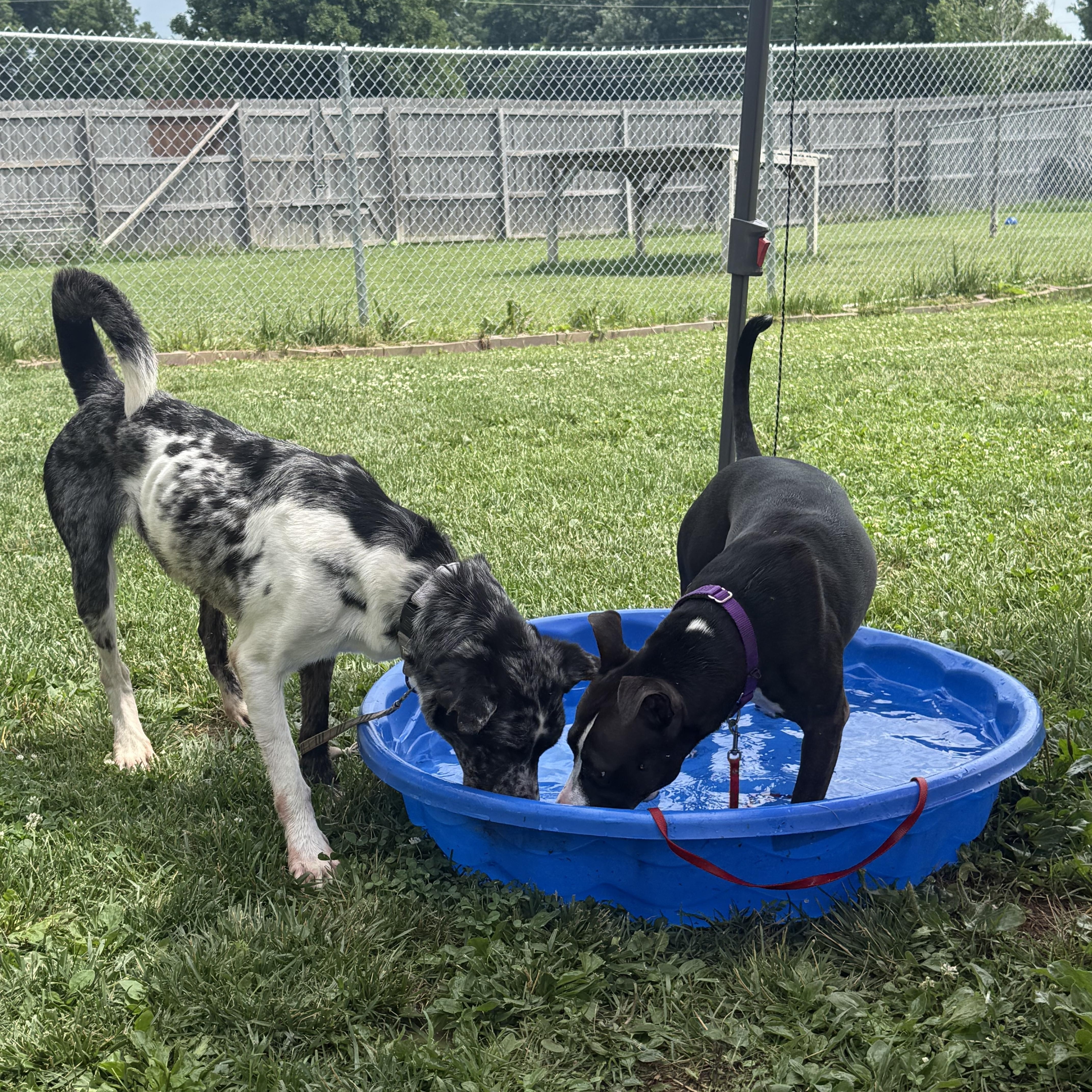 Bowie, a ADOPTABLE mixed breed in Monroe, OH image 3/6
