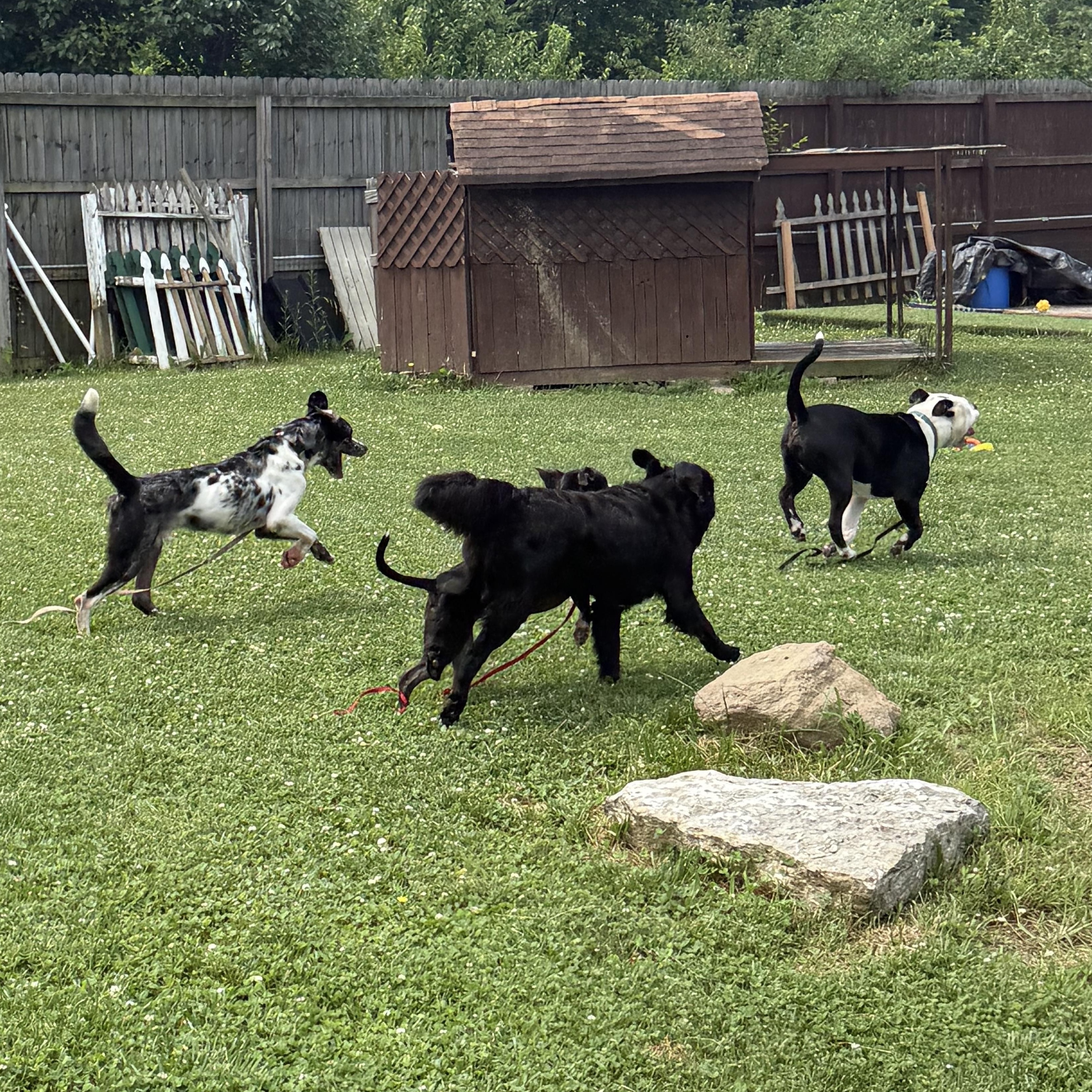 Bowie, a ADOPTABLE mixed breed in Monroe, OH image 4/6
