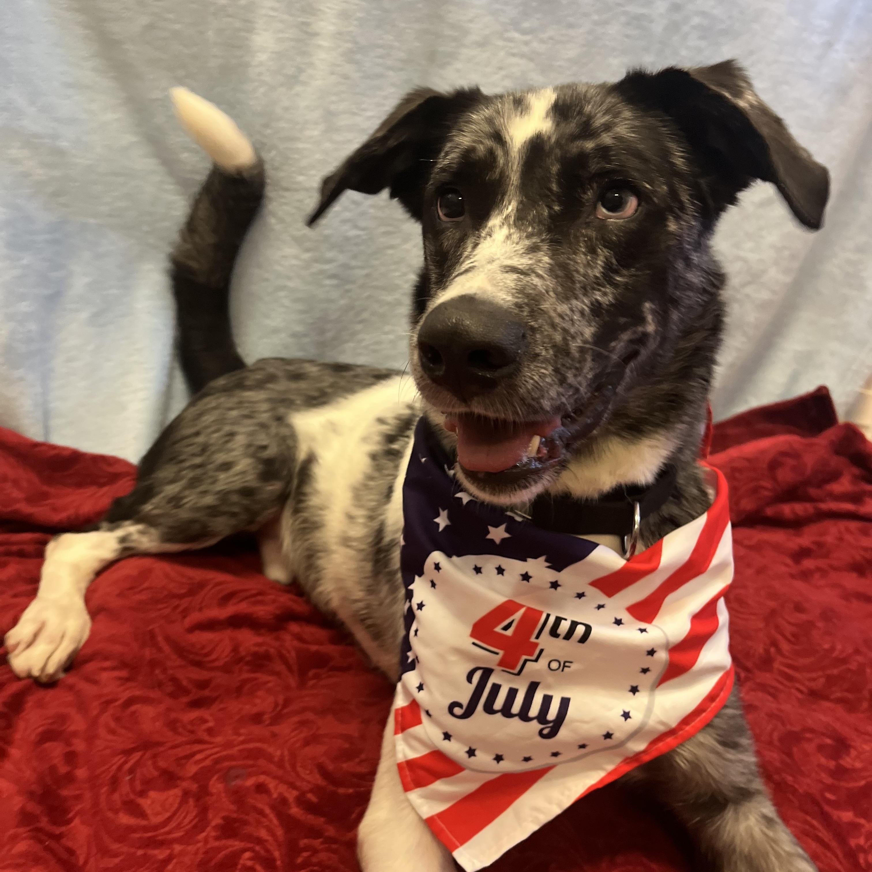 Bowie, a ADOPTABLE mixed breed in Monroe, OH image 2/6