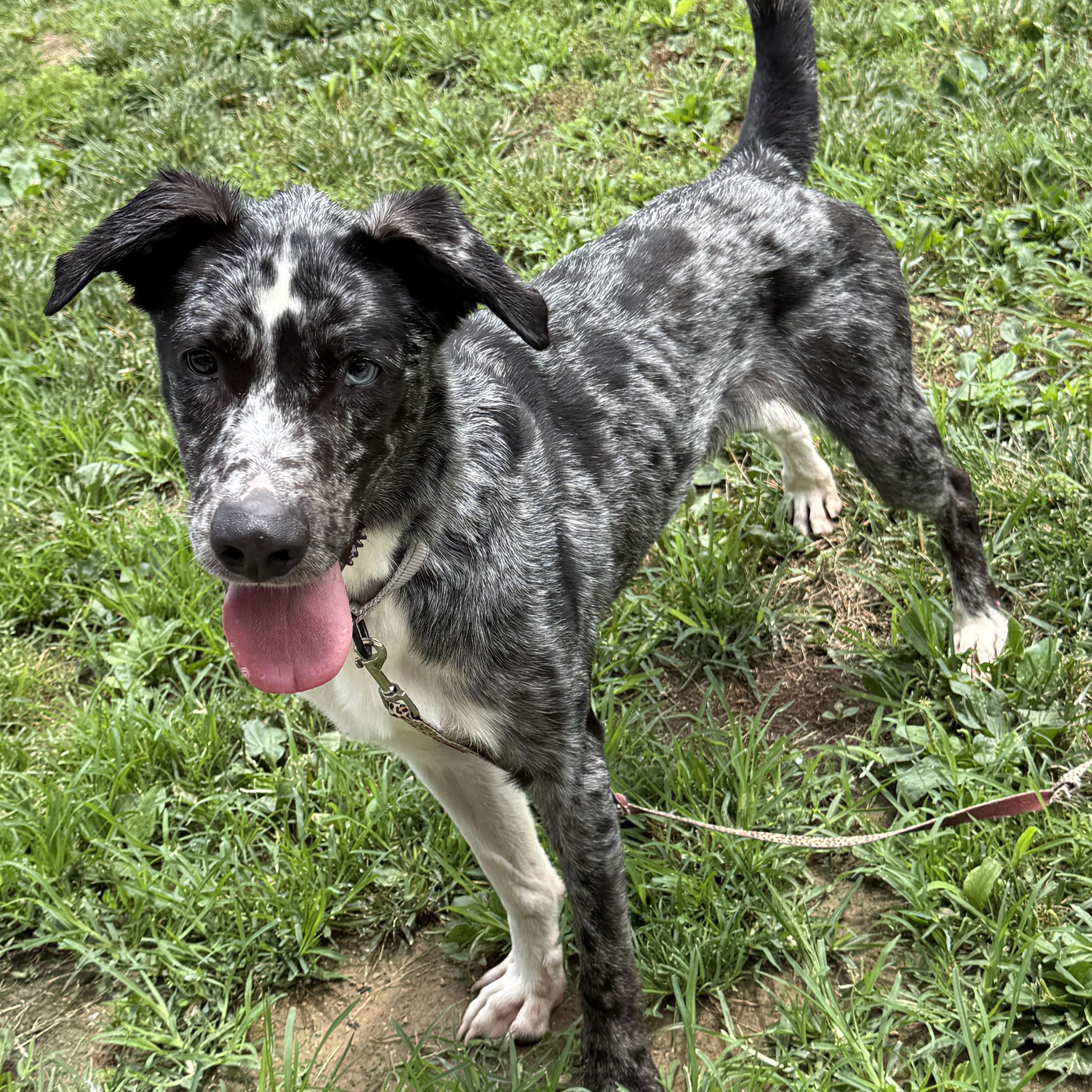 Bowie, a ADOPTABLE mixed breed in Monroe, OH image 5/6