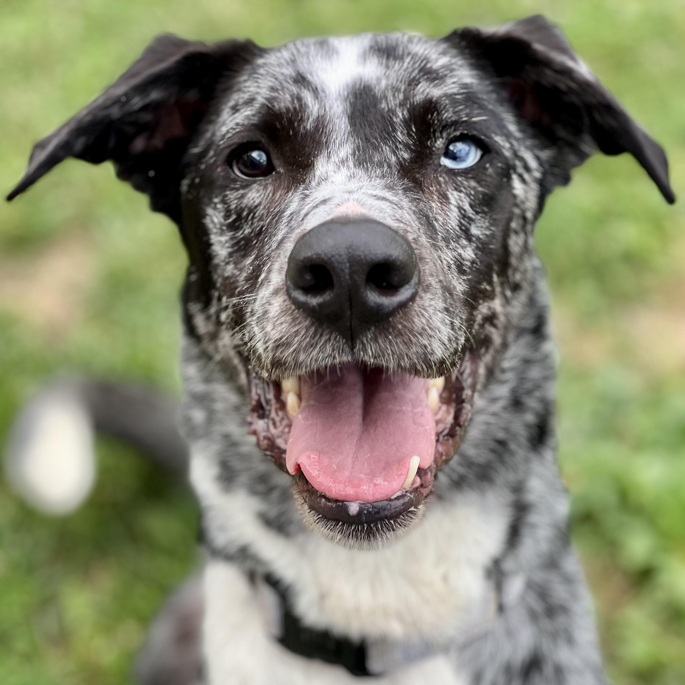 Bowie, ADOPTABLE, Adult Male Catahoula Leopard Dog.