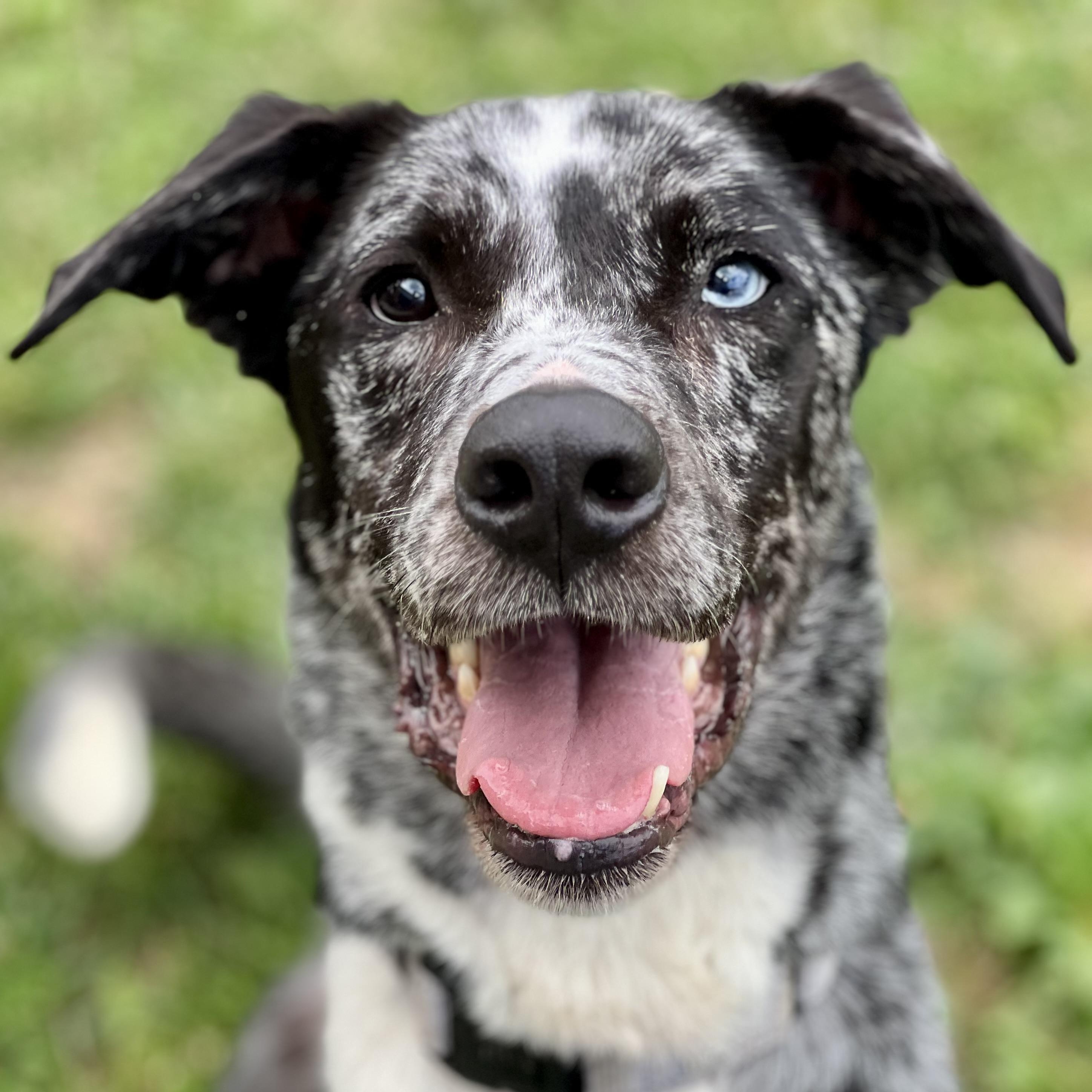 Bowie, a ADOPTABLE mixed breed in Monroe, OH image 1/6