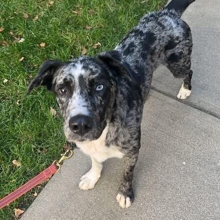 Bowie, a ADOPTABLE mixed breed in Monroe, OH image 2/6