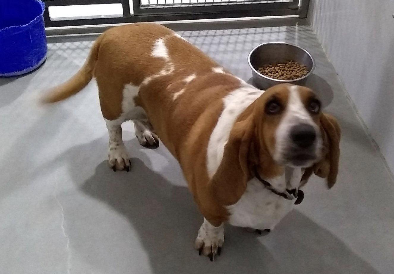 Enlarge Mitzi, a Adopted Basset Hound in Grapevine, TX image 1/3