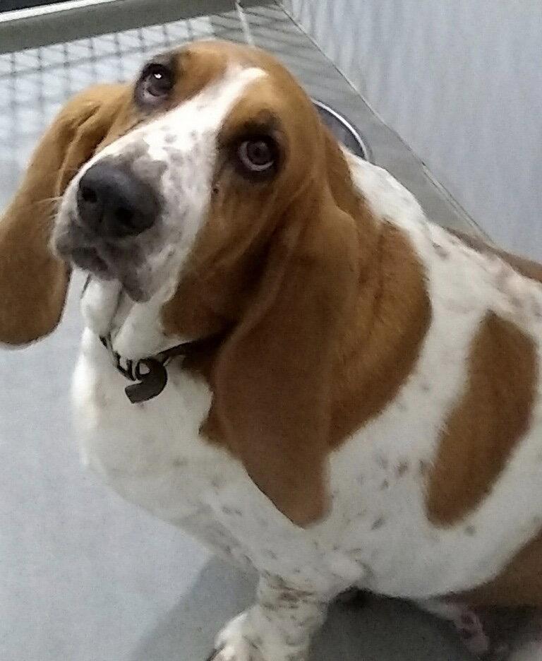 Enlarge Mitzi, a Adopted Basset Hound in Grapevine, TX image 2/3
