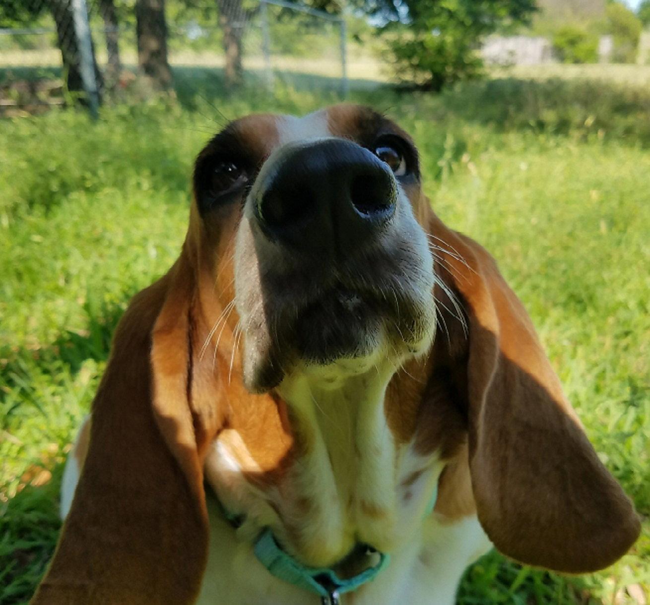 Enlarge Mitzi, a Adopted Basset Hound in Grapevine, TX image 3/3
