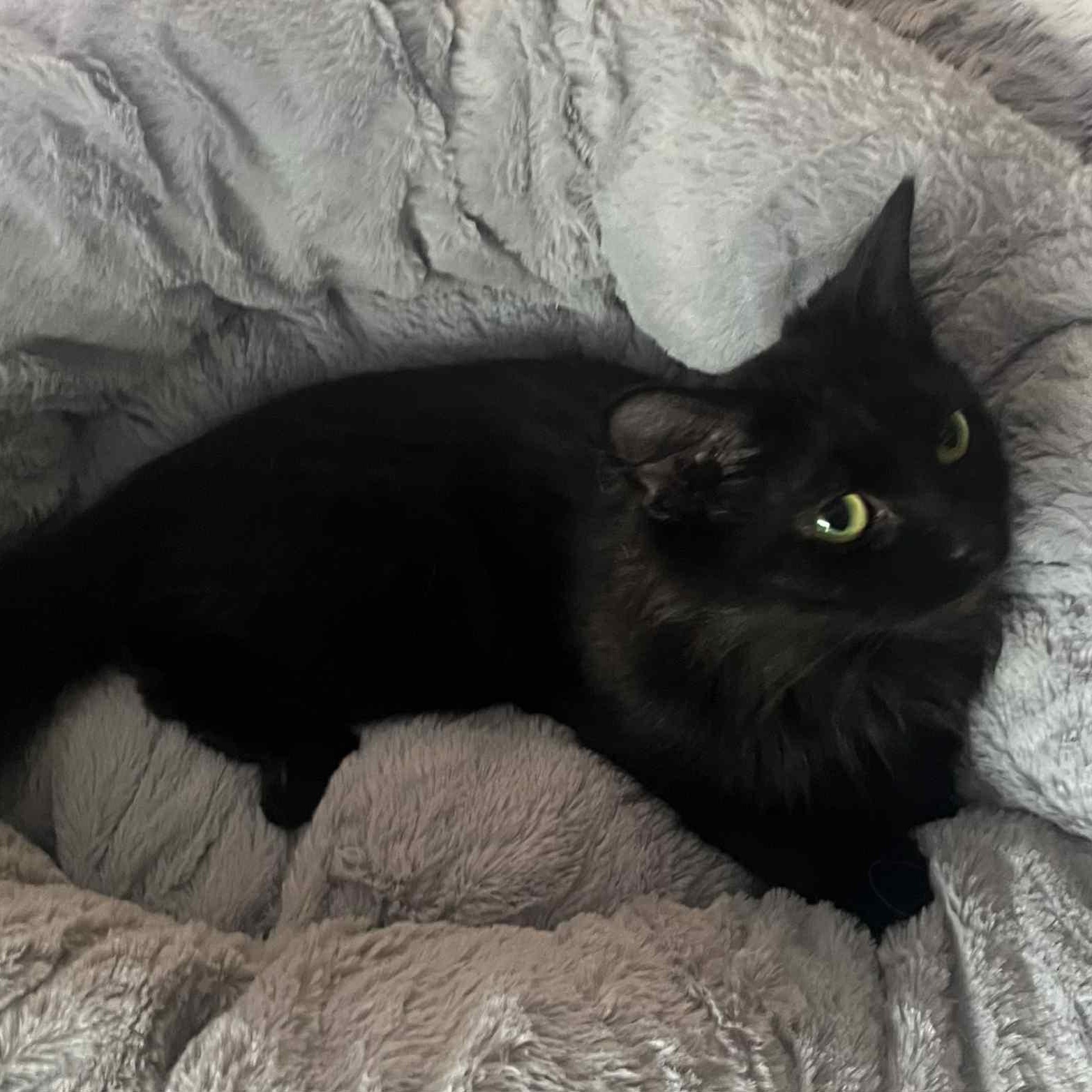 Ember @ Livonia PetSmart