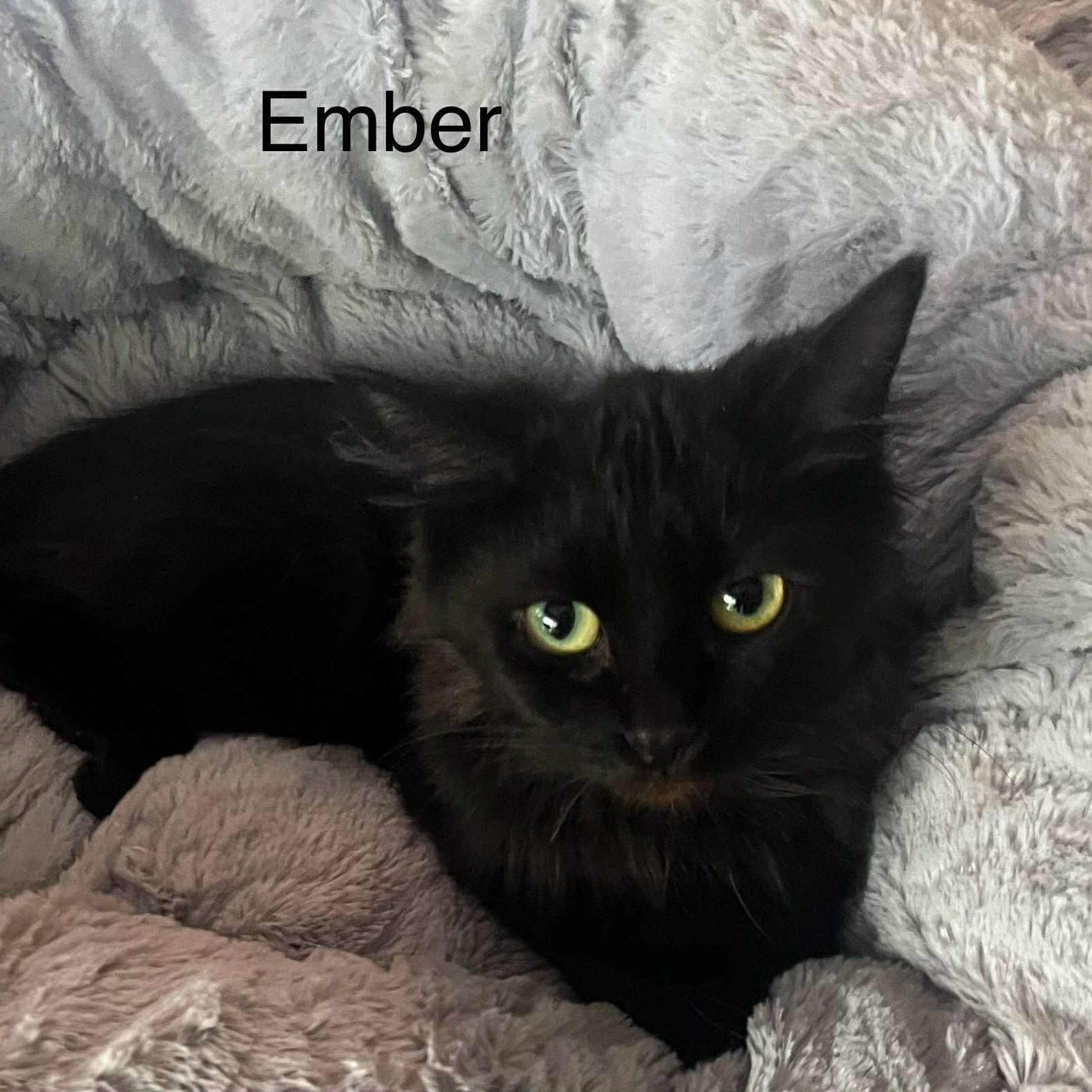 Ember @ Livonia PetSmart