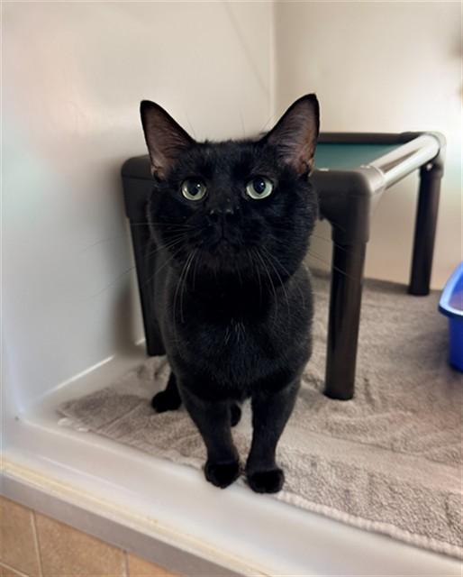 KING COBRA, Adoptable, Young Male Domestic Short Hair.