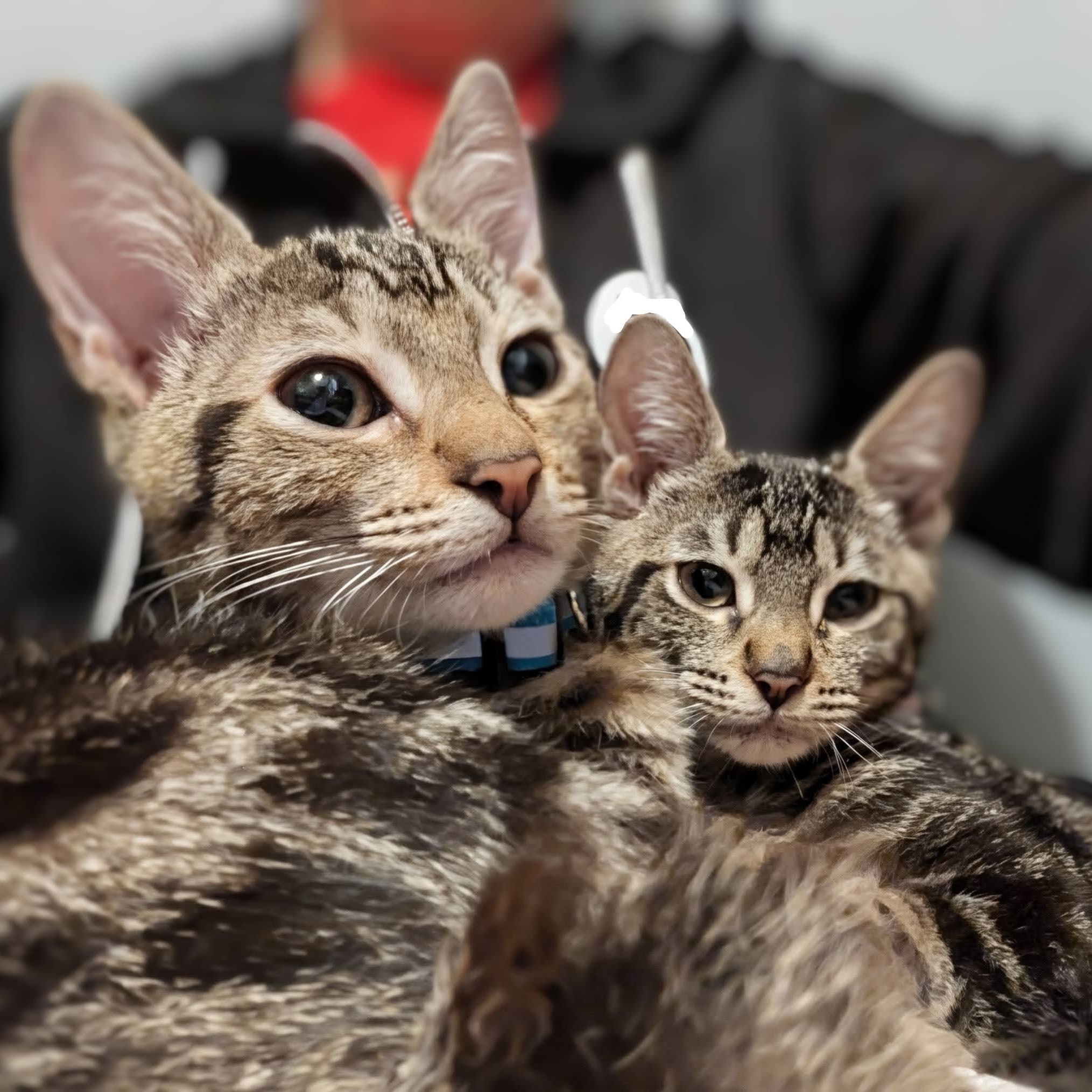 Cricket and Crumpet- loving siblings, a Adoptable Domestic Short Hair in Portland, OR image 1/5
