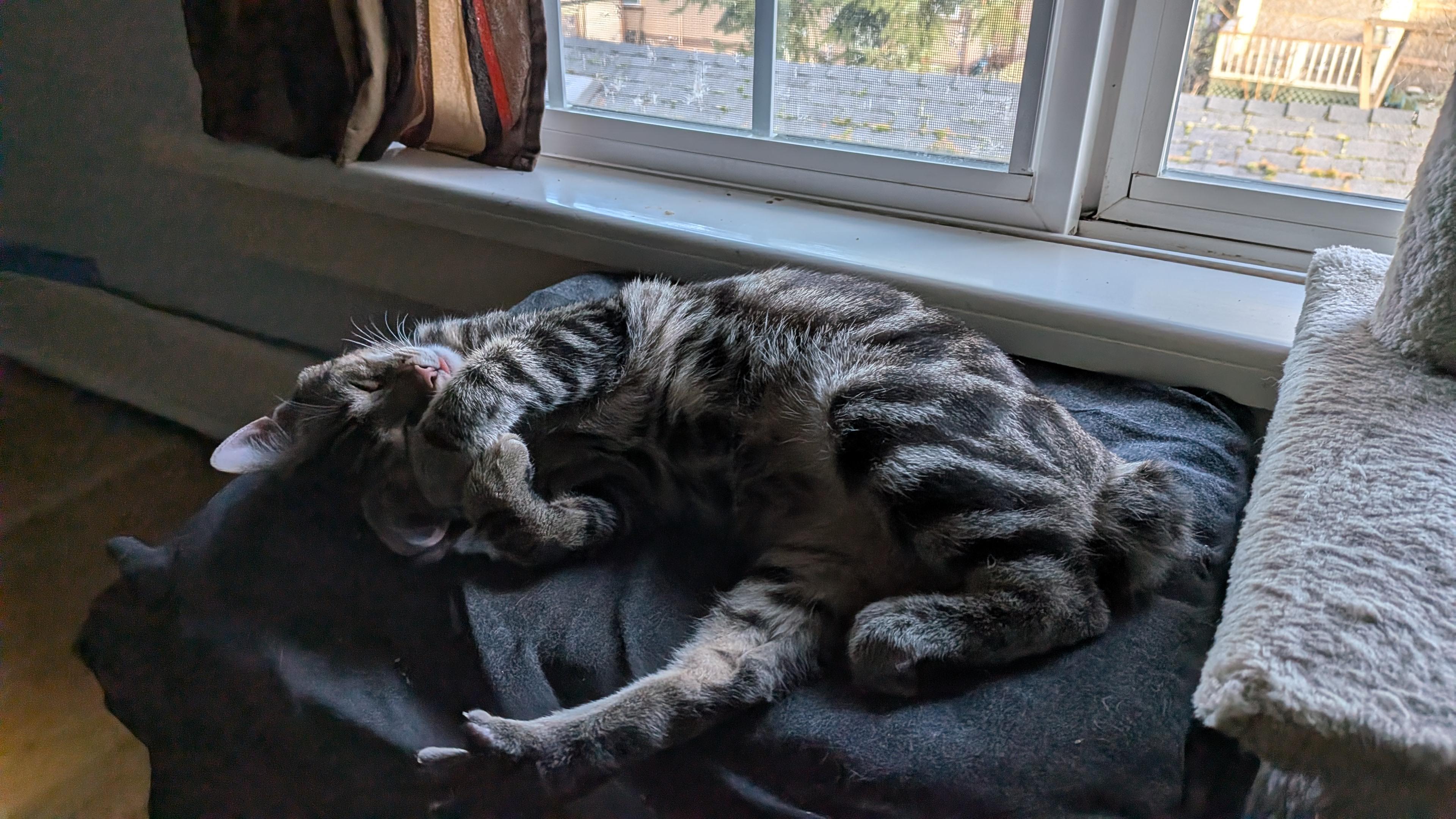 Enlarge Cricket and Crumpet- loving siblings, an adopted Domestic Short Hair in Portland, OR image 6/6