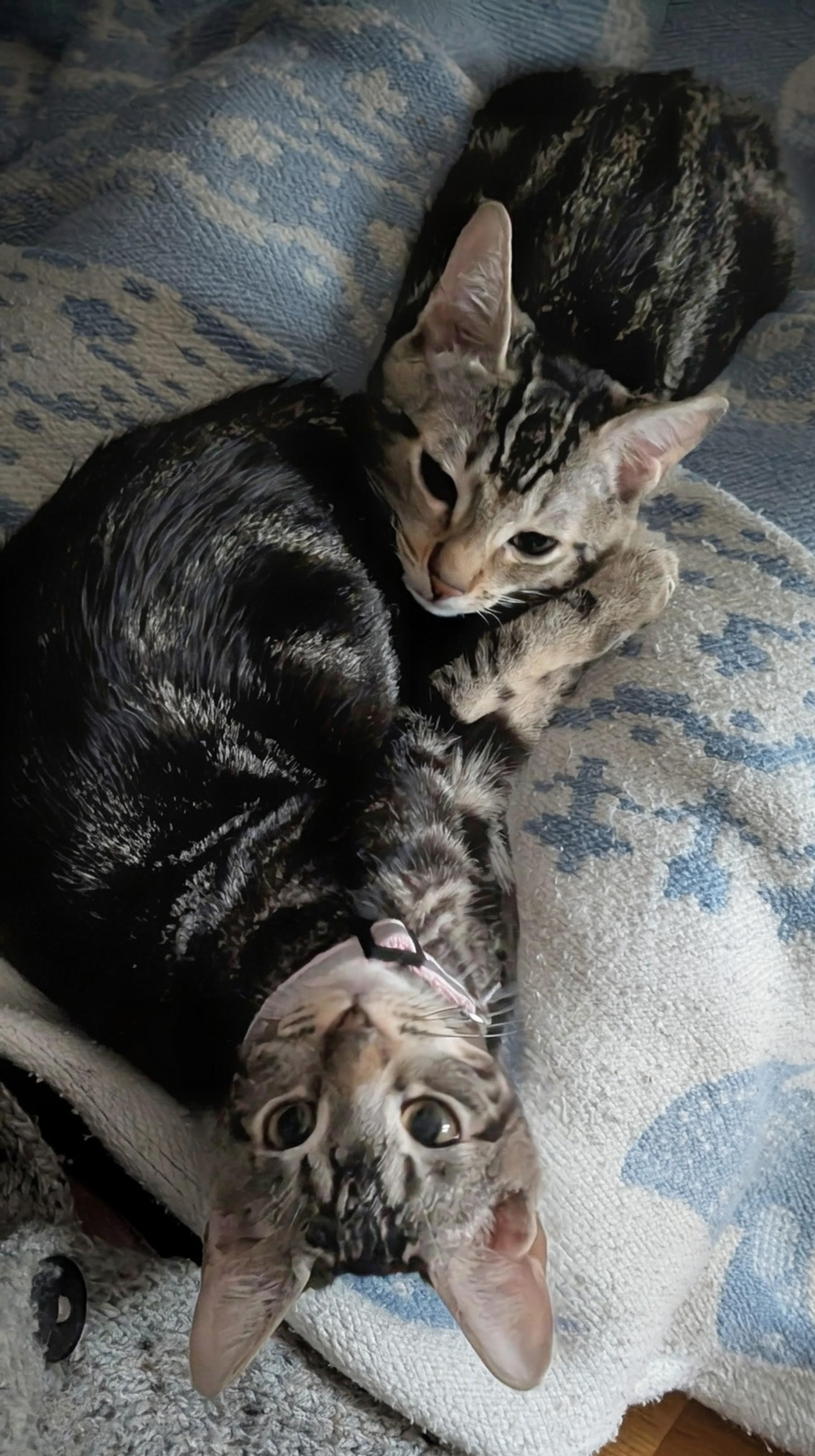 Cricket and Crumpet- loving siblings, a Adoptable Domestic Short Hair in Portland, OR image 5/5