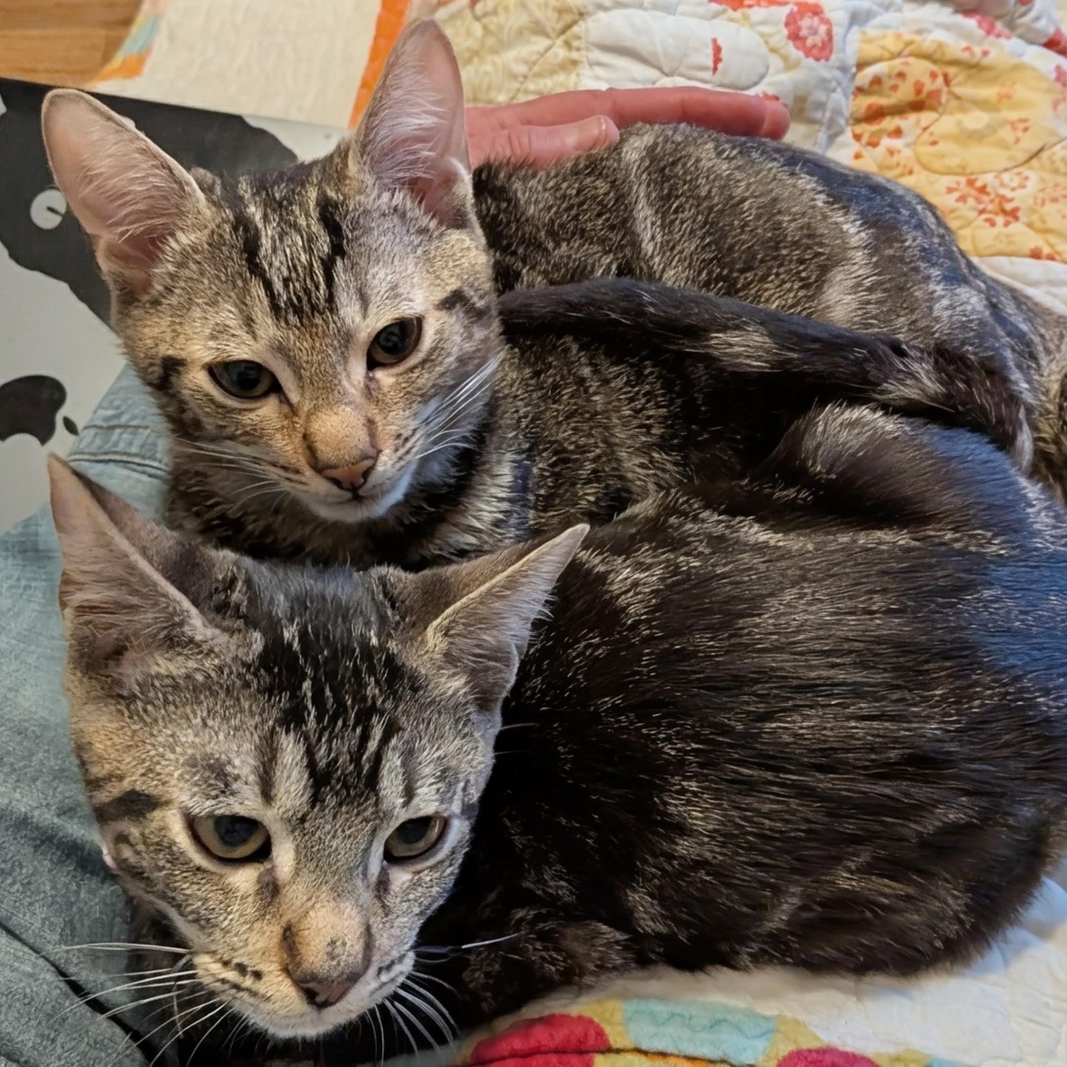 Cricket and Crumpet- loving siblings, a Adoptable Domestic Short Hair in Portland, OR image 4/5