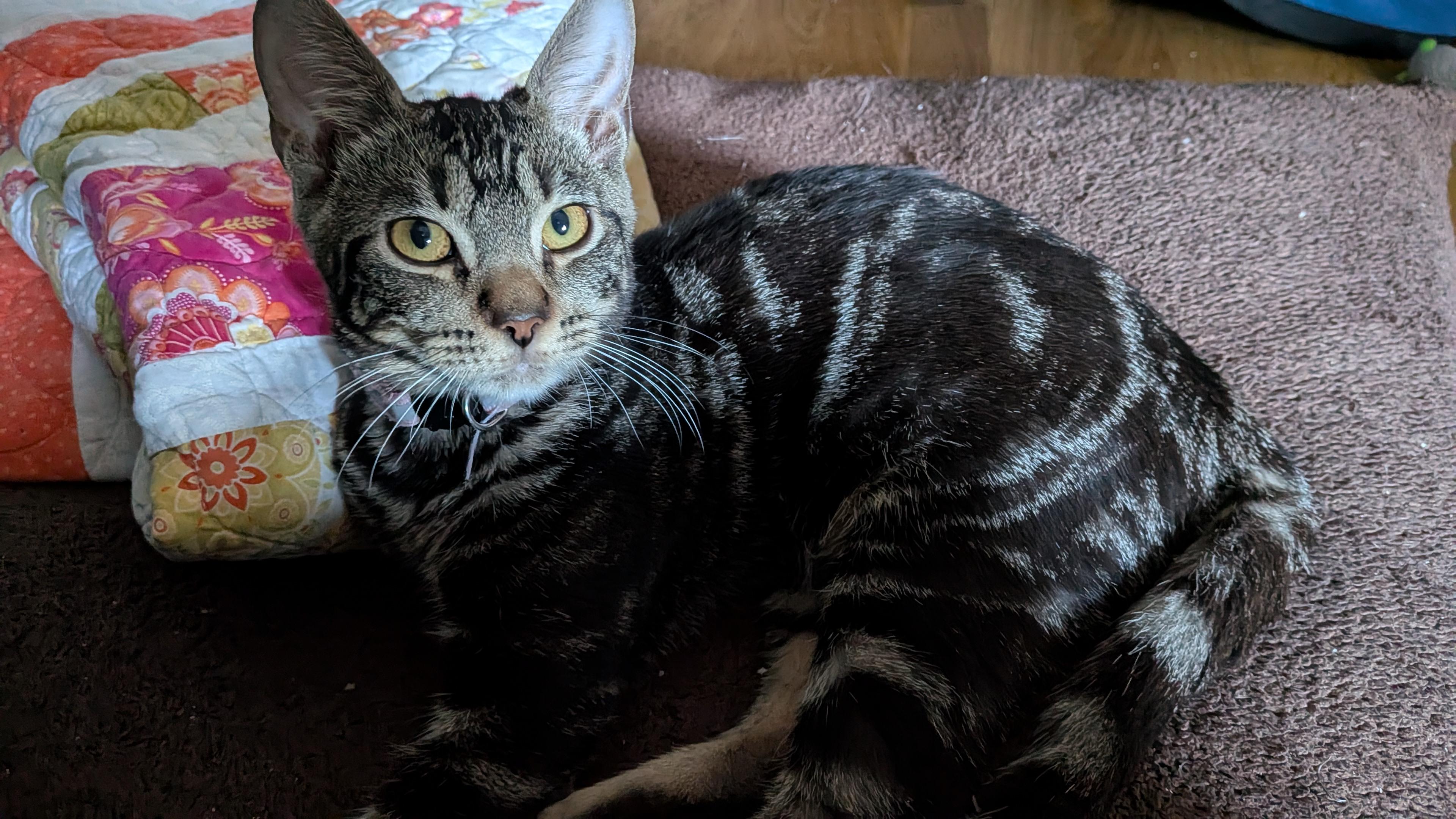 Enlarge Cricket and Crumpet- loving siblings, an adopted Domestic Short Hair in Portland, OR image 4/6