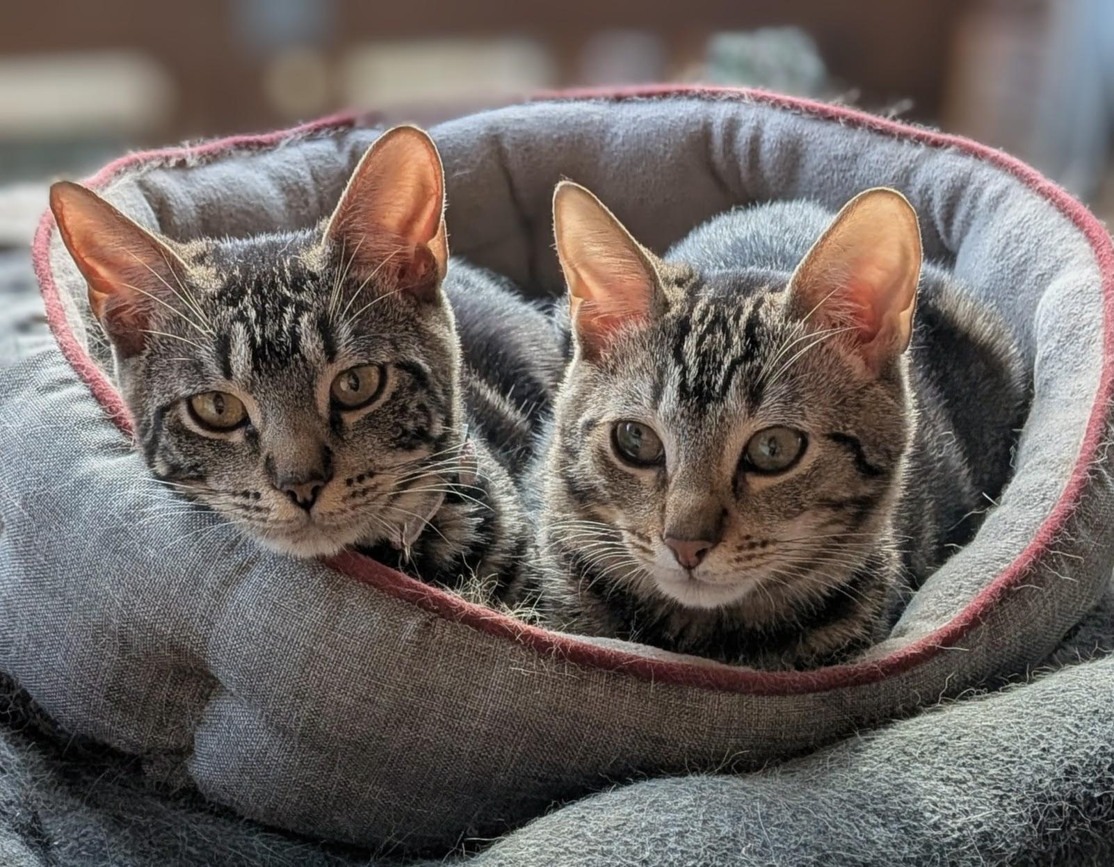Enlarge Cricket and Crumpet- loving siblings, an adopted Domestic Short Hair in Portland, OR image 1/6