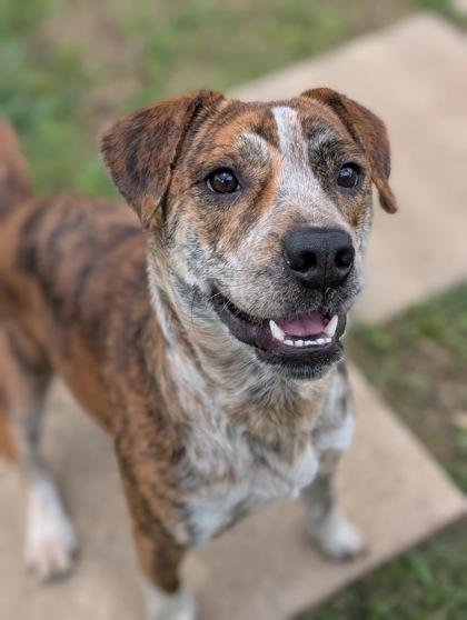 Kylo, Adoptable, Adult Male Pit Bull Terrier & Mixed Breed.