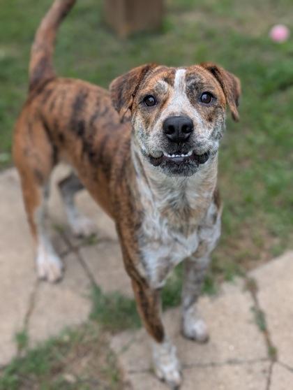 Kylo, a Adoptable mixed breed in Mansfield, TX image 2/3