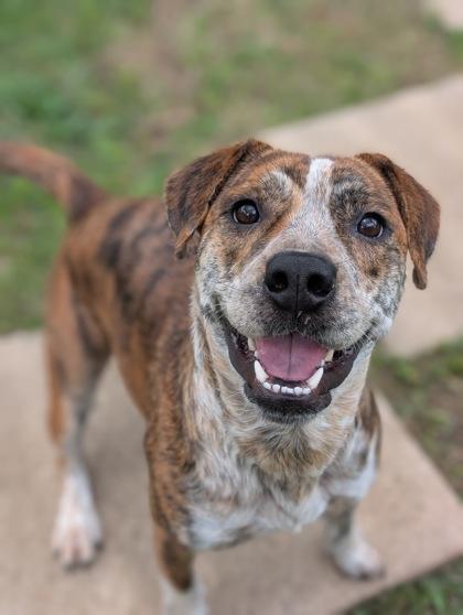 Kylo, a Adoptable mixed breed in Mansfield, TX image 3/3