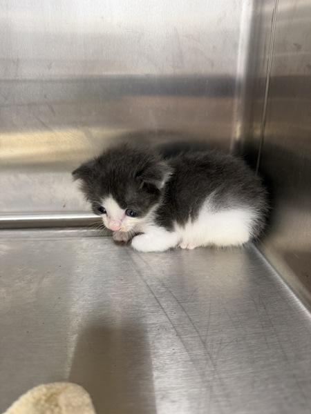 Jake, Adoptable, Kitten Male Domestic Short Hair.