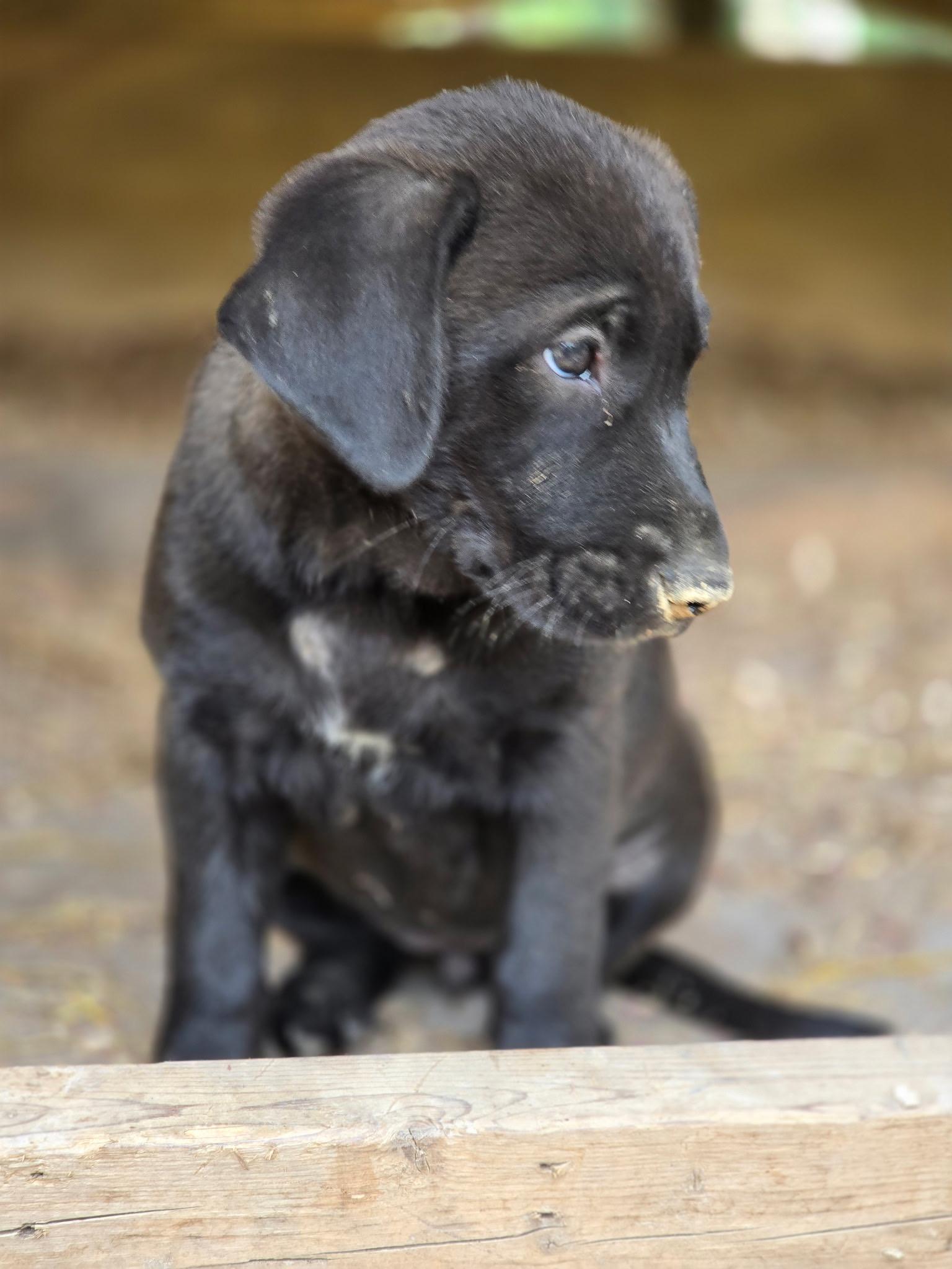 Enlarge Moca-Bean, a Adoptable mixed breed in Kannapolis, NC image 2/3
