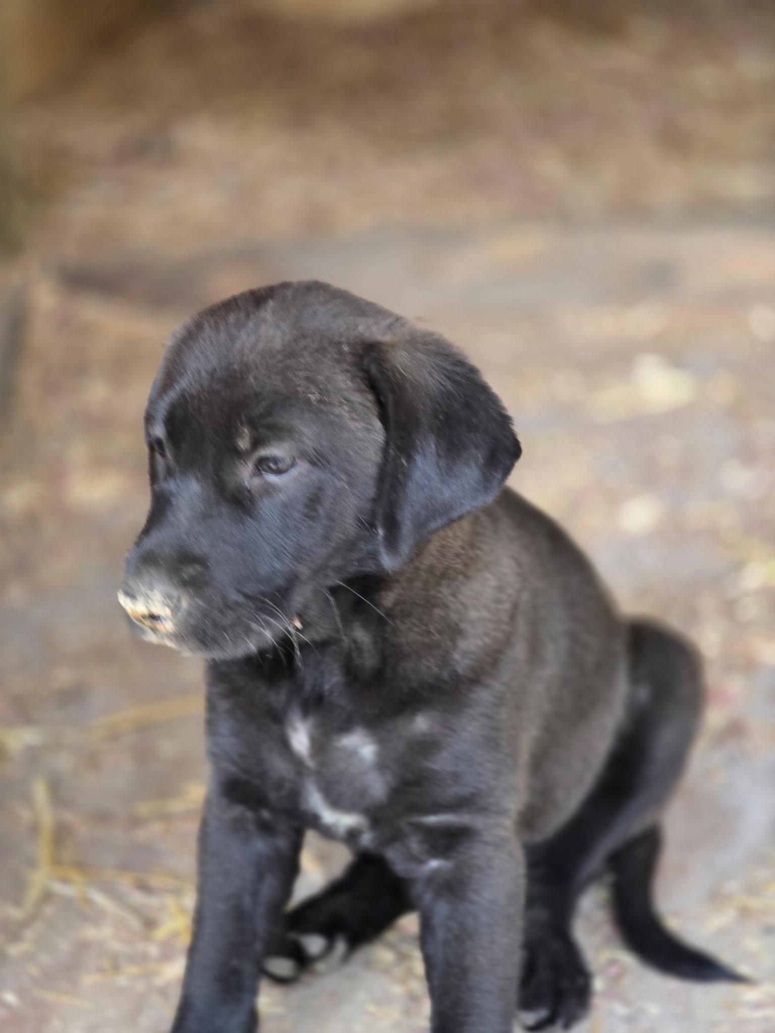 Enlarge Moca-Bean, a Adoptable mixed breed in Kannapolis, NC image 3/3