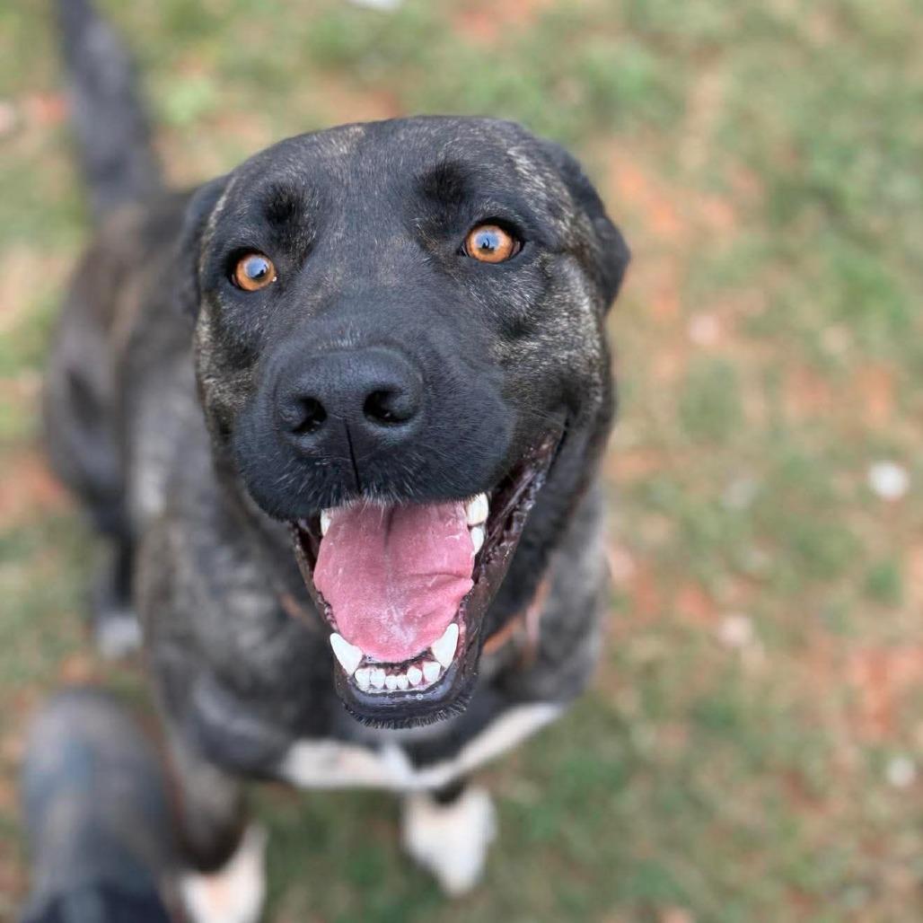 Mia, Adoptable, Adult Female Dutch Shepherd.