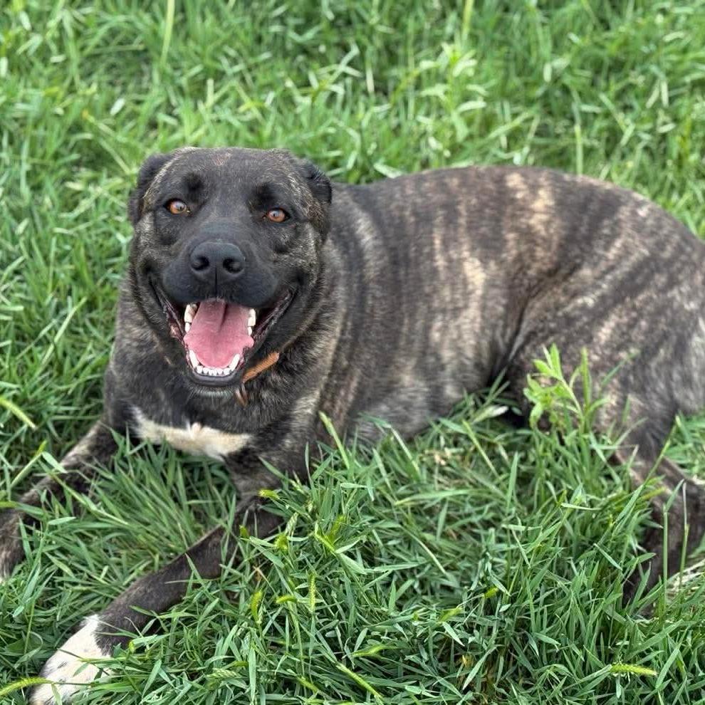 Enlarge Mia, a Adoptable Dutch Shepherd in Newcastle, OK image 2/4