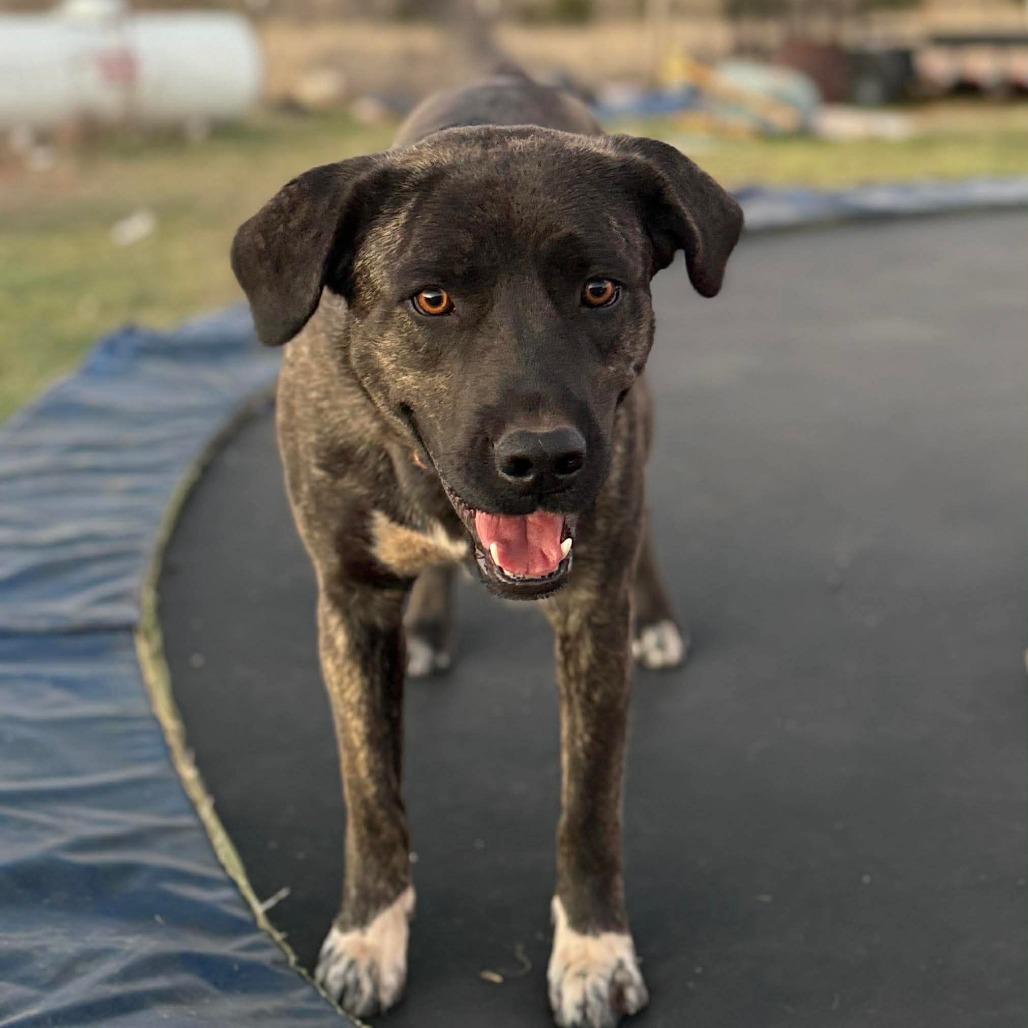 Enlarge Mia, a Adoptable Dutch Shepherd in Newcastle, OK image 3/4