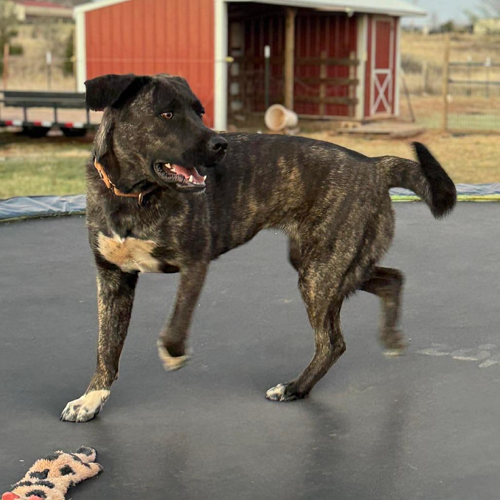 Enlarge Mia, a Adoptable Dutch Shepherd in Newcastle, OK image 4/4