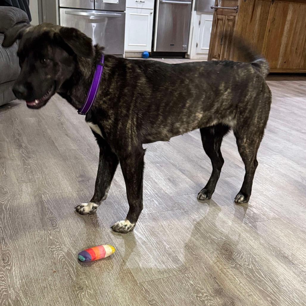 Mia, Adoptable, Adult Female American Staffordshire Terrier.