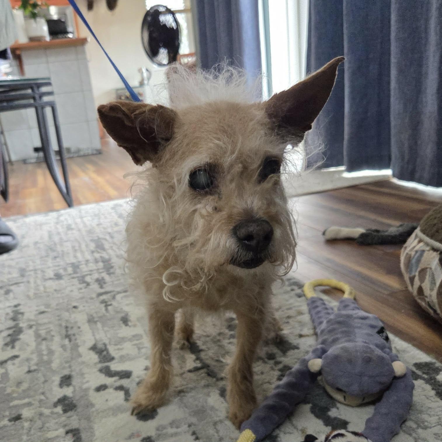 MALONE, a ADOPTABLE mixed breed in Loveland, CO image 5/6