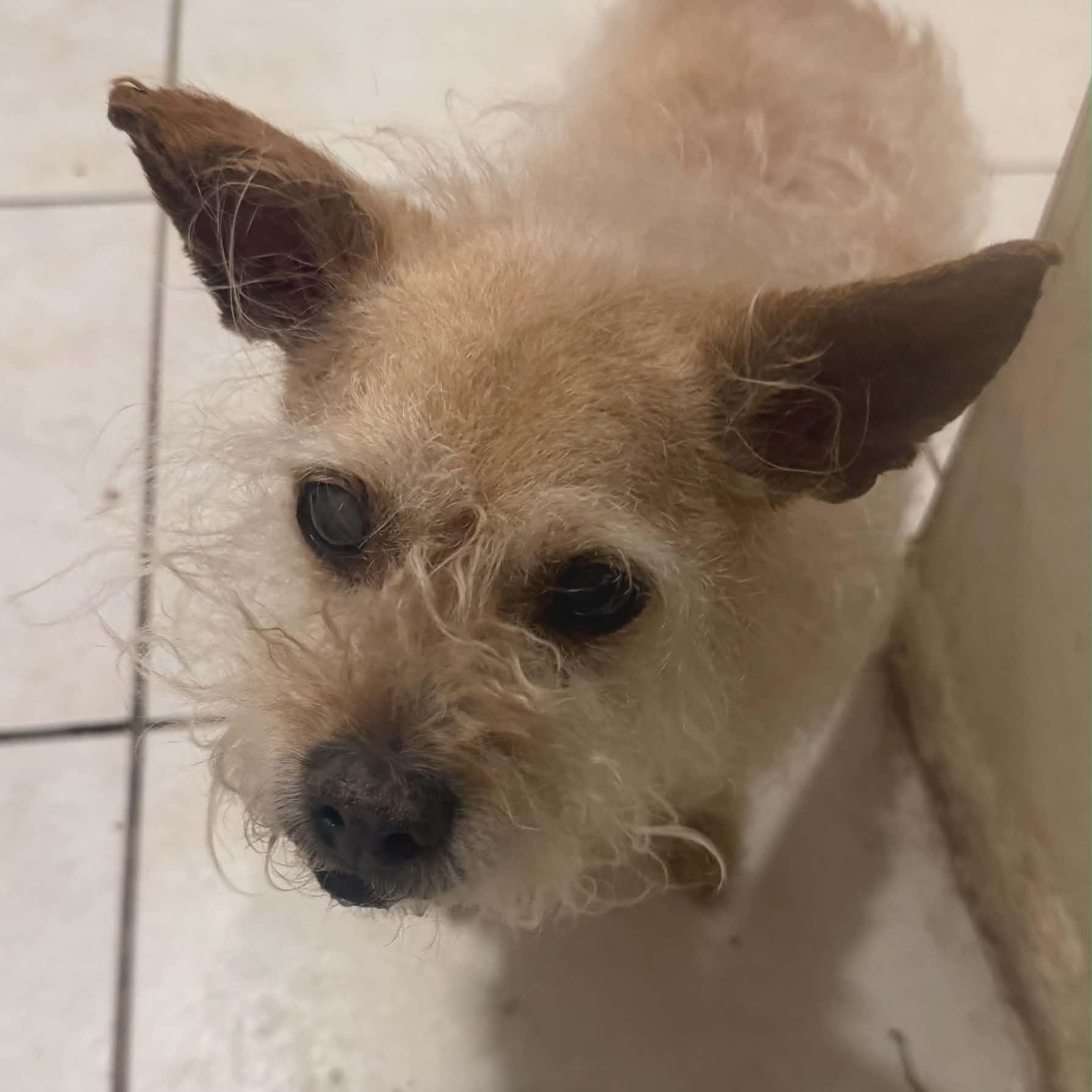 MALONE, a ADOPTABLE mixed breed in Loveland, CO image 6/6