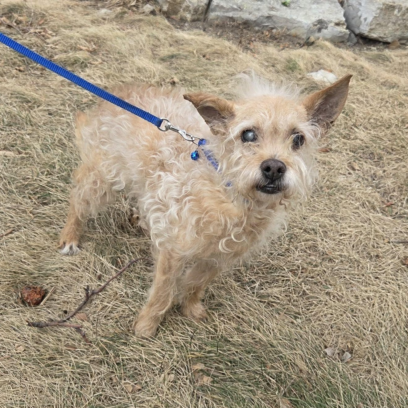 MALONE, ADOPTABLE, Senior Male Terrier.