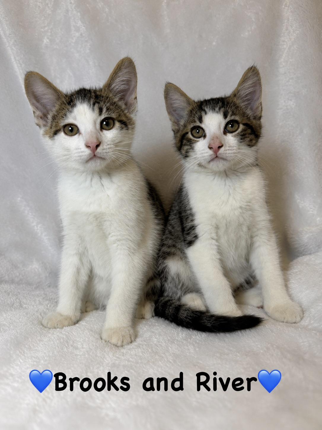 Brooks and River, adopted, Kitten Male Domestic Short Hair.