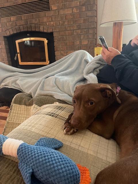 Cinna, Adoptable, Puppy Female Mixed Breed.