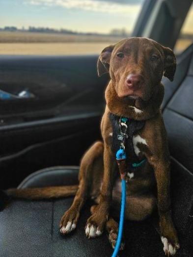 Enlarge Cinna, a Adoptable mixed breed in Barron, WI image 3/6