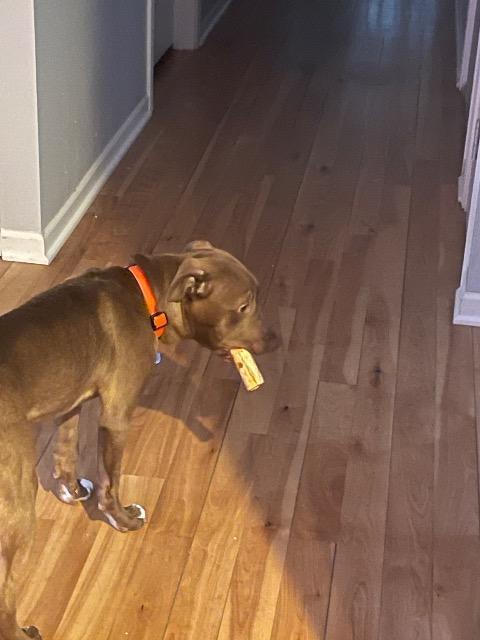 Enlarge Cinna, a Adoptable mixed breed in Barron, WI image 2/4